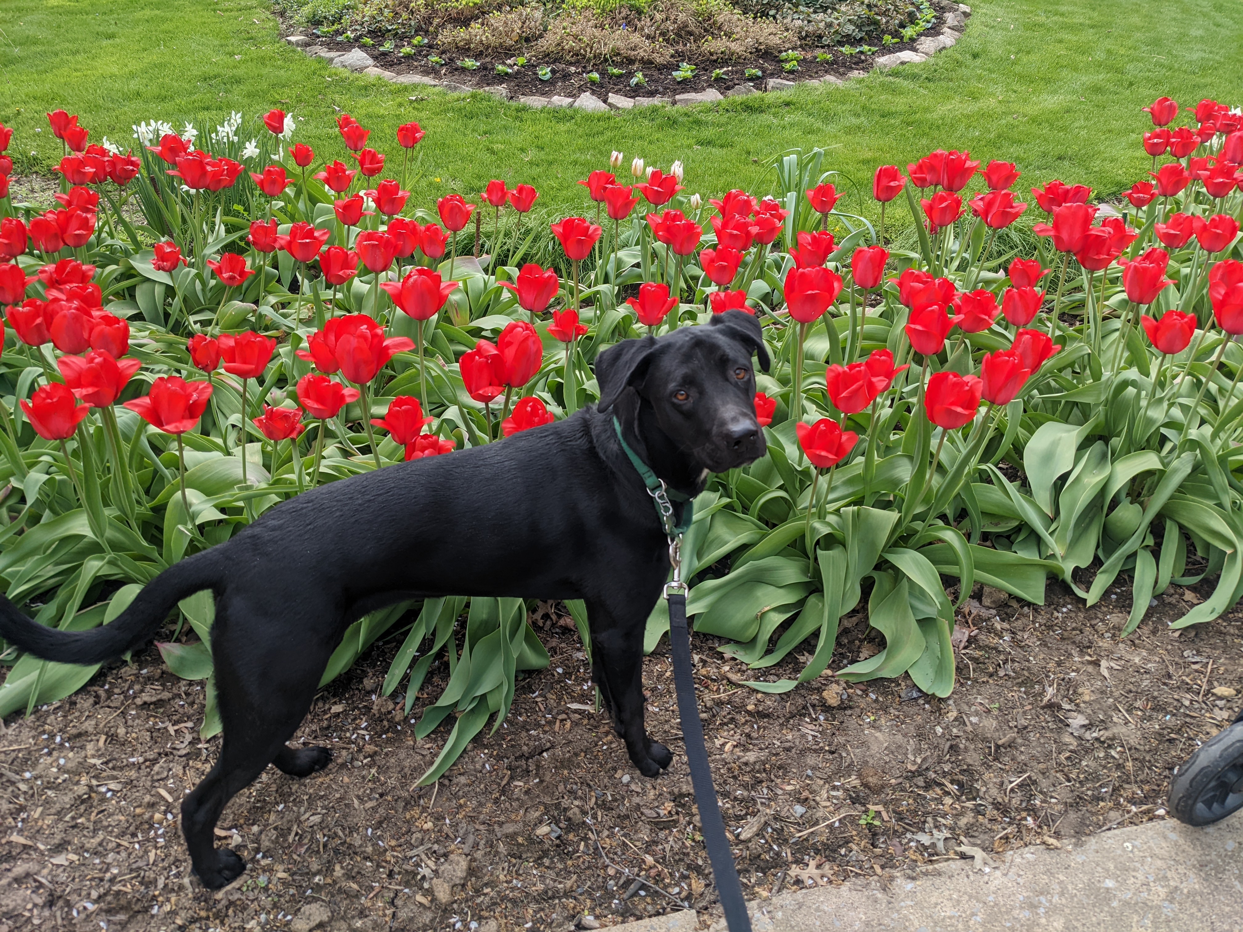 Curie is taking some time to stop and smell the tulips.